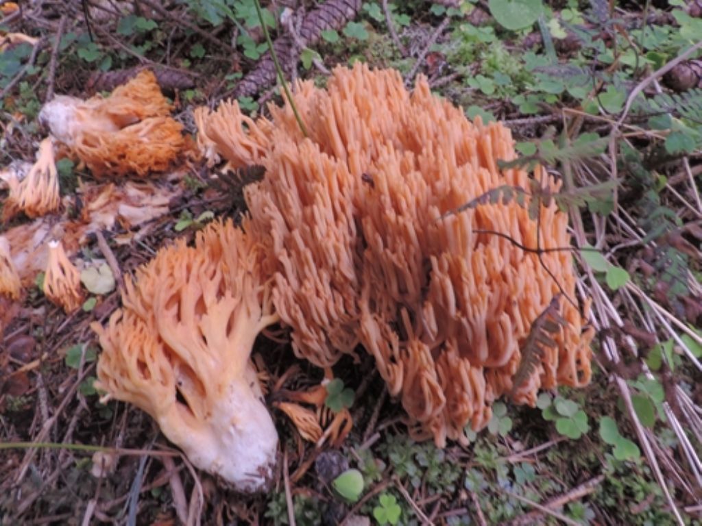 Ramaria da id.